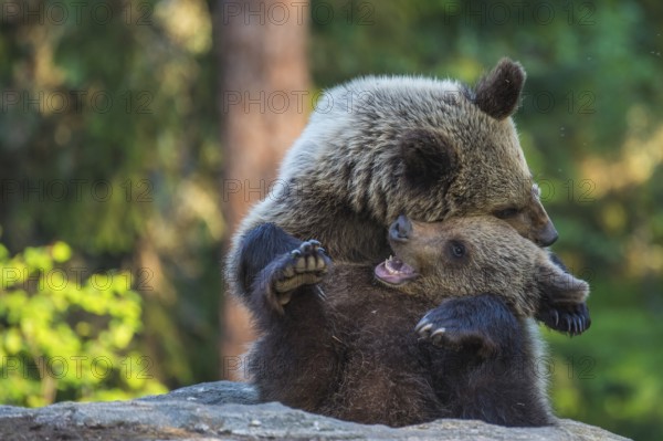 Eurasian Brown Bear (Ursus arctos) two fighting in forest, Finland
