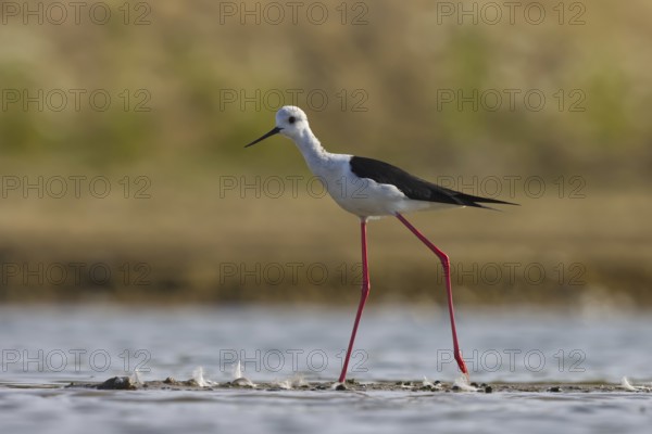 Black-winged Stilt (Himantopus himantopus) male foraging, North Rhine-Westphalia, Germany