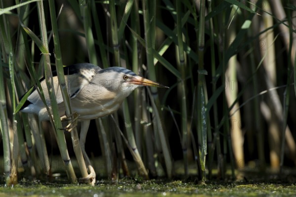 Little Bittern (Ixobrychus minutus) foraging, Bulgaria