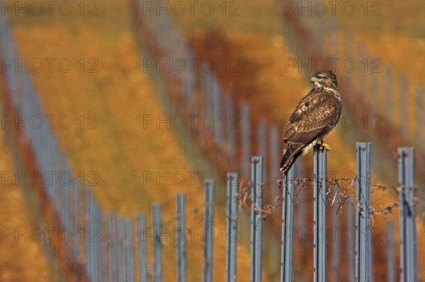Common Buzzard (Buteo buteo), Rhineland-Palatinate, Germany