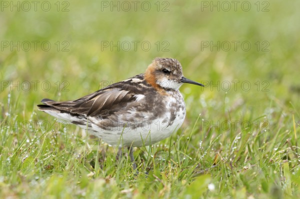 Red-necked Phalarope (Phalaropus lobatus) male in field, Iceland