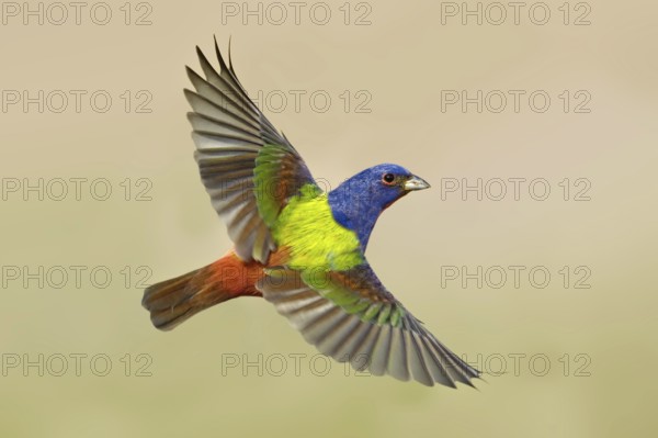 Painted Bunting (Passerina ciris) male flying, Texas, USA