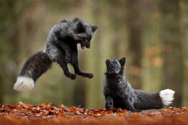 Black silver fox. Two red fox playing in autumn forest. Animal jump in fall wood. Wildlife scene from tropic wild nature. Pair of mammals fight
