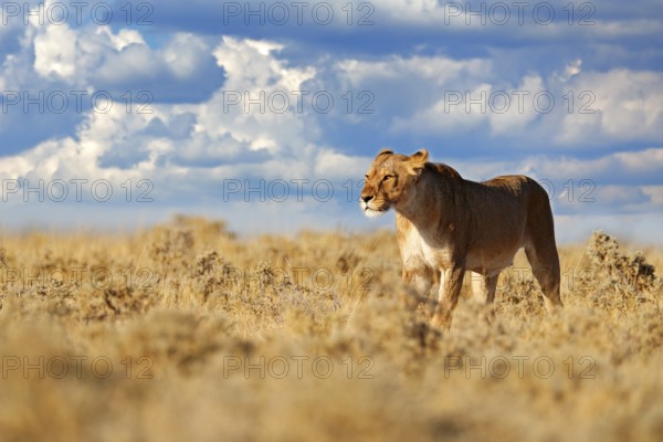 Lion walk. Portrait of African lion, Panthera leo, detail of big animals, Etocha NP, Namibia, Africa. Cats in dry nature habitat, hot sunny day in desert. Wildlife scene from nature. African blue sky