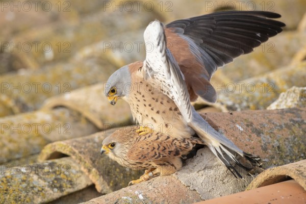 Lesser Kestrel (Falco naumanni) pair mating, Castile-La Mancha, Spain