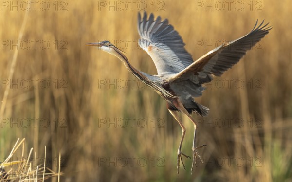 Purpurreiher (Ardea purpurea)