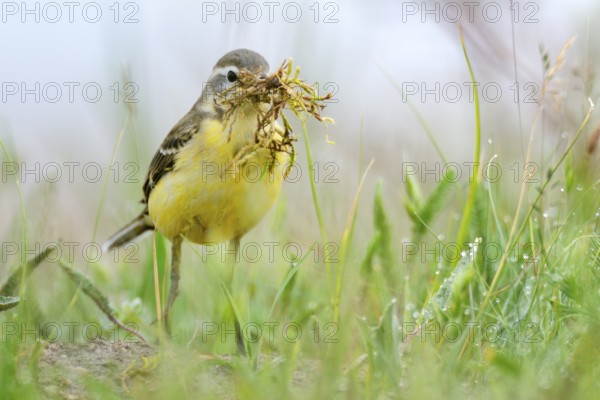 Western Yellow Wagtail (Motacilla flava) carrying nesting material, Burgenland, Austria
