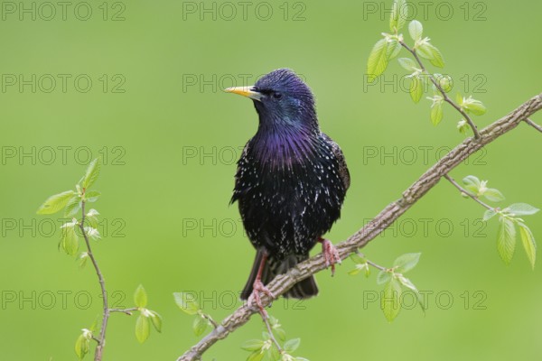 Common Starling (Sturnus vulgaris), Brandenburg, Germany