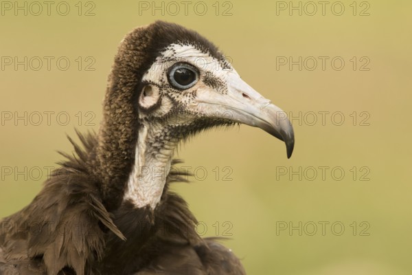 Hooded Vulture (Necrosyrtes monachus) juvenile, Gambia