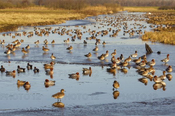 Eurasian Wigeon (Mareca penelope) group, Netherlands