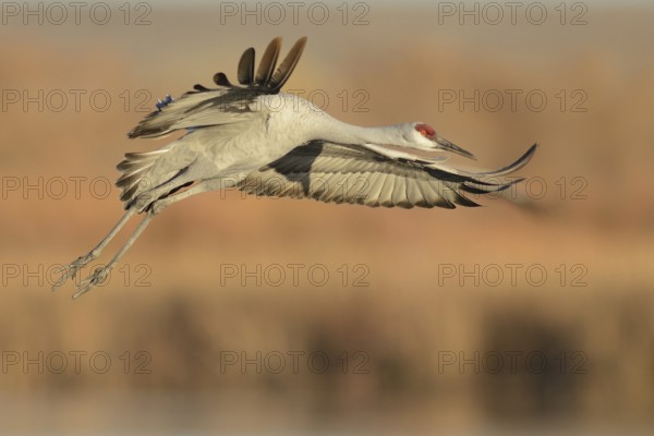 Sandhill Crane (Antigone canadensis) flying, New Mexico, USA