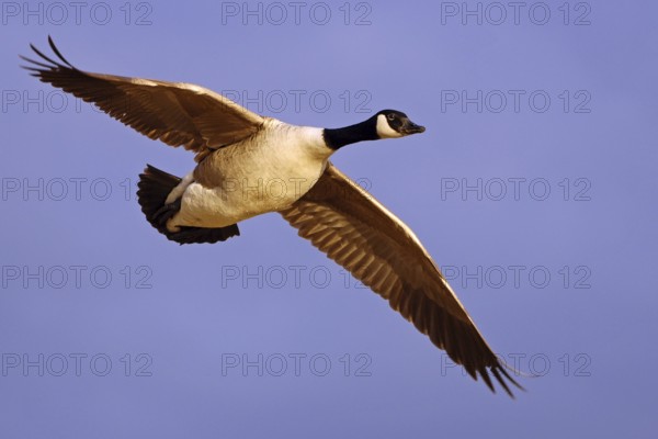 Canada Goose (Branta canadensis) flying, Vaestergoetland, Sweden