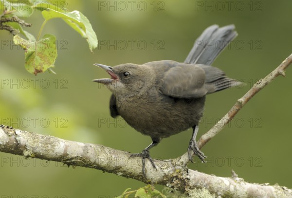 Brewer's Blackbird (Euphagus cyanocephalus), British Columbia, Canada