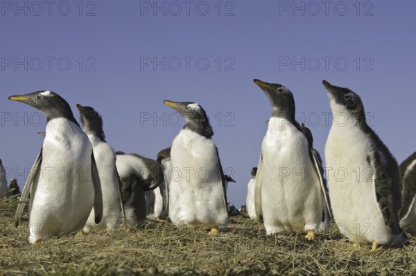 Gentoo Penguin (Pygoscelis papua), Falkland Islands