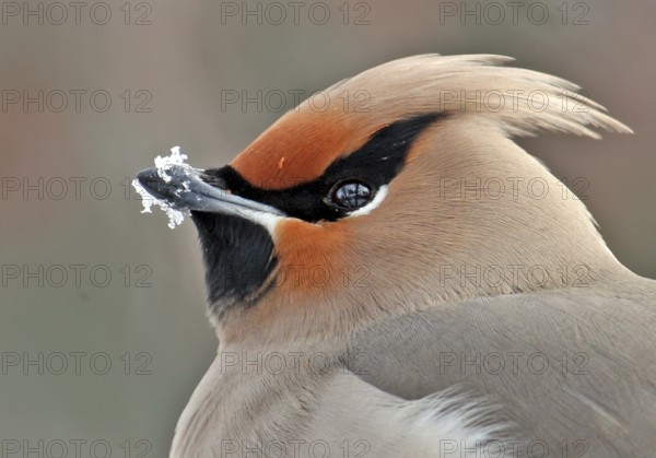 Bohemian Waxwing (Bombycilla garrulus), Saskatchewan, Canada