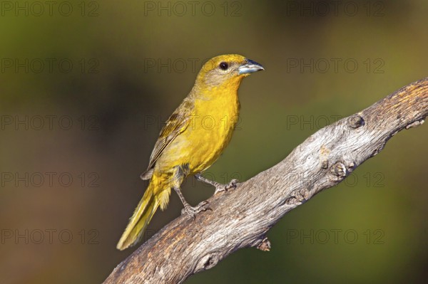 Hepatic Tanager Piranga hepatica Santa Rita Mountains, Santa Cruz County, Arizona, United States 16 May Adult Female Thraupidae