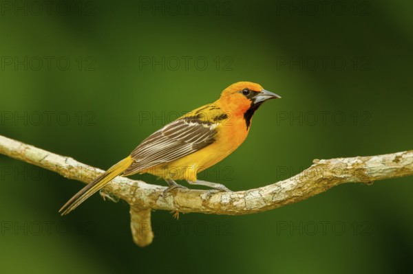 Streak-backed Oriole Icterus pustulatus microstictus El Tuito, Jalisco, Mexico 12 June Immature Male Icteridae