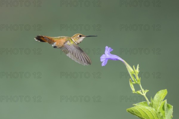 Rufous Hummingbird Selasphorus rufus Tucson, Pima County, Arizona, United States 25 August Immature Male Trochilidae