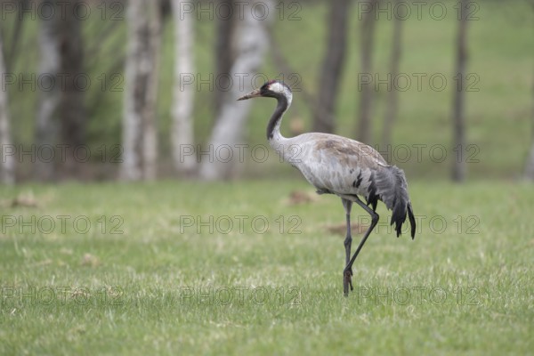Im Prachtkleid... Grauer Kranich *Grus grus*