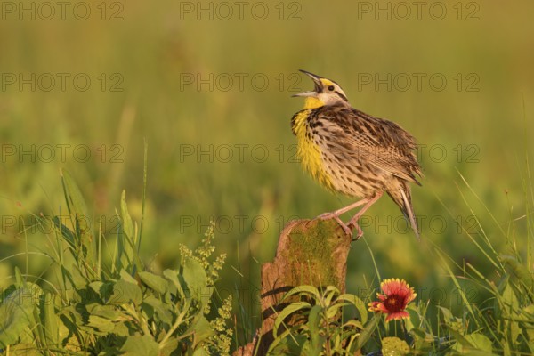 Eastern Meadowlark (Sturnella magna) male singing, Texas, USA