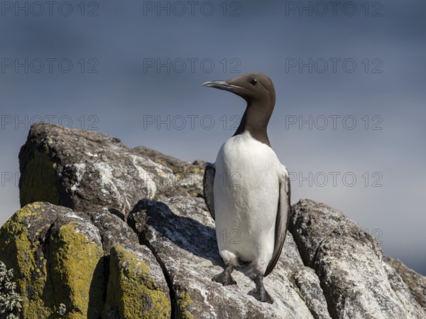 Common Murre (Uria aalge), Scotland, United Kingdom