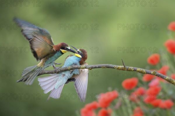 European Bee-eater (Merops apiaster) wrangling, Bulgaria