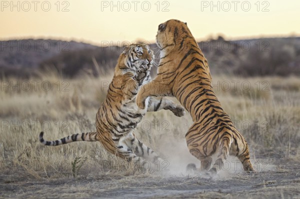 Bengal Tiger (Panthera tigris) two females fighting, captive, Philippolis, South Africa