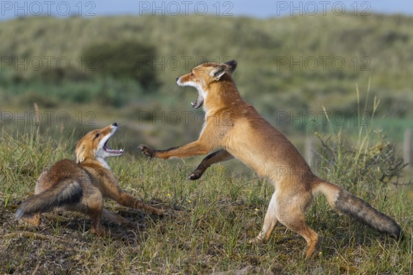 Red Fox (Vulpes vulpes) two adult fighting and playing in grassland, Netherlands
