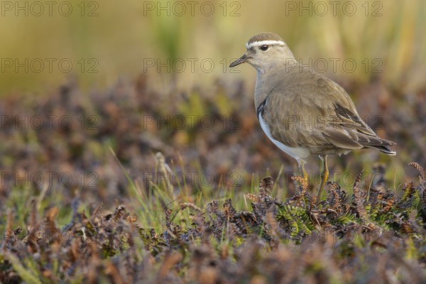 Rufous-chested Dotterel (Charadrius modestus) on the ground in the Falkland Islands