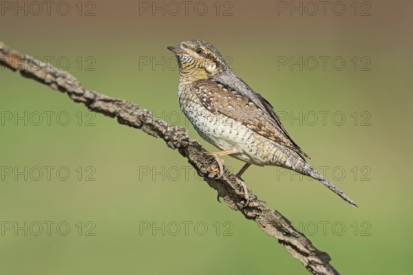 Eurasian Wryneck (Jynx torquilla) perched on a branch, Aosta Valley, Italy