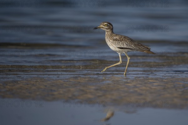 Senegal Thick-knee (Burhinus senegalensis) at shoreline, Senegal