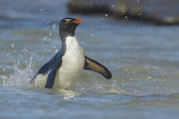 Rockhopper Penguin (Eudyptes chrysocome) emerging from the ocean in the Falkland Islands