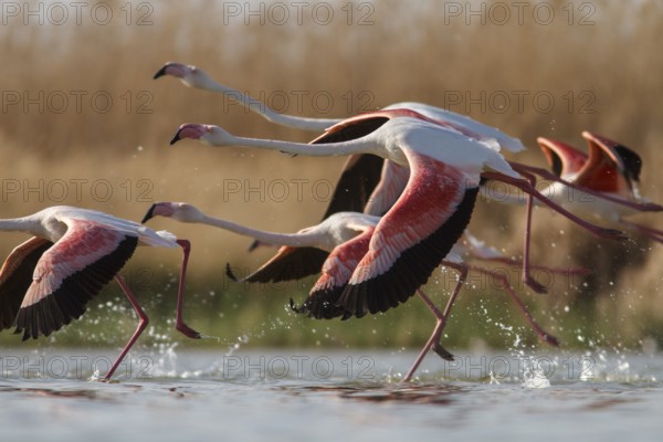 Greater Flamingo (phoenicopterus roseus), taking off from marsh, Castile-La Mancha, Spain