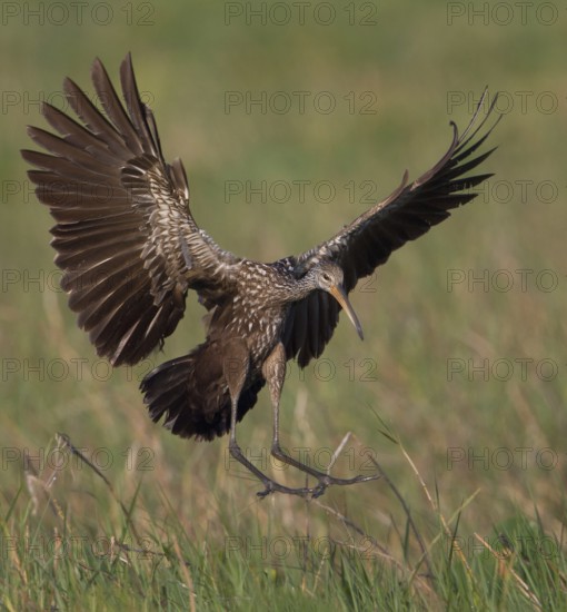 Limpkin (Aramus guarauna) flying, Florida, USA