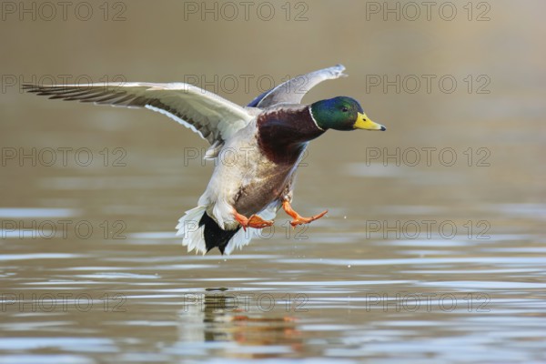Mallard (Anas platyrhynchos) male flying, British Columbia, Canada