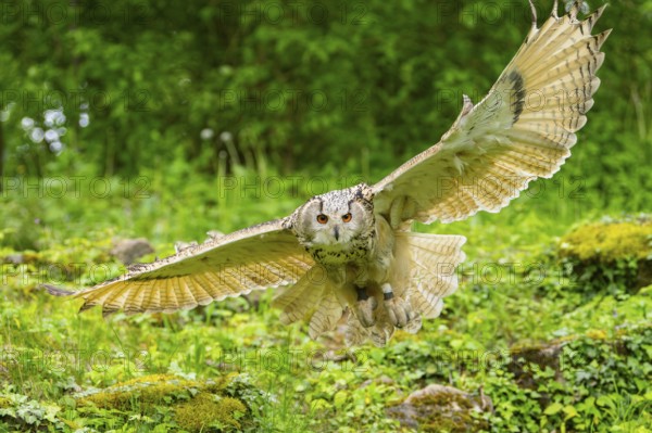 Western Siberian eagle-owl (Bubo bubo sibiricus) flying over a clearing in the forest, Bavaria, Germany