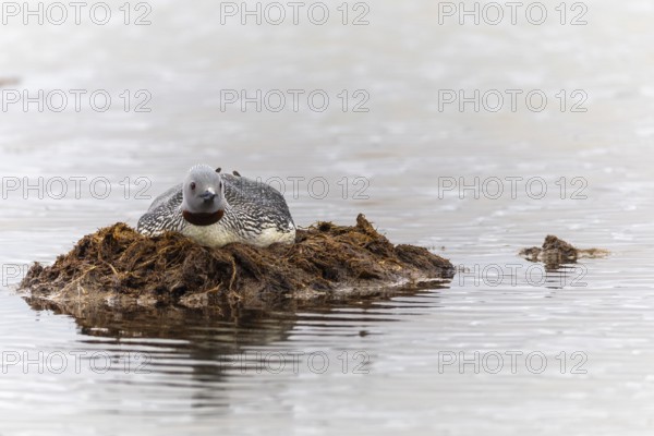 Red-throated diver (Gavia stellata) breeding on the nest, Aventdalen, Longyearbyen, Spitsbergen, Svalbard