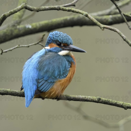 In the branches... Kingfisher (Alcedo atthis) sitting, resting in the branches of a tree, resting, looking around, because of its colours one of the well-known native small birds, native bird world, animal world, nature, Lower Rhine, Rhineland, North Rhine-Westphalia, Germany, Western Europe