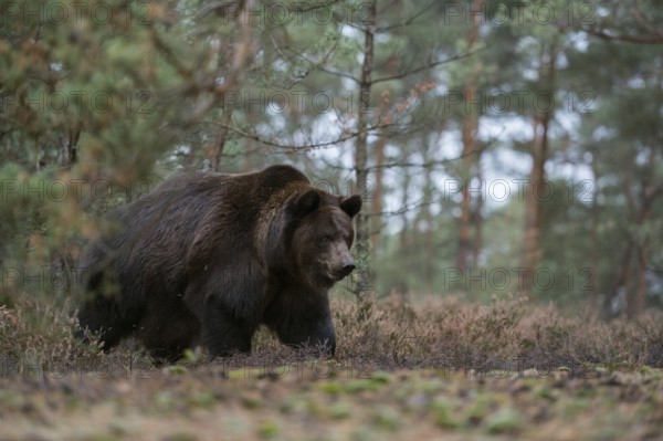 European brown bear (Ursus arctos), adult, particularly strong and respectable animal, standing at the edge of a clearing in the forest in the undergrowth, side view from a low perspective, native nature, Central Europe