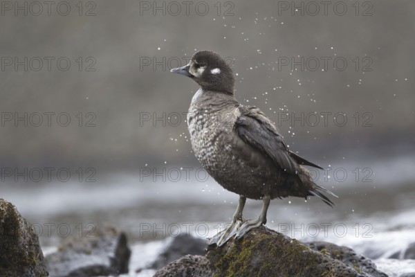 Harlequin Duck (Histrionicus histrionicus) female, Iceland