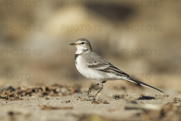 White Wagtail (Motacilla alba), California, USA