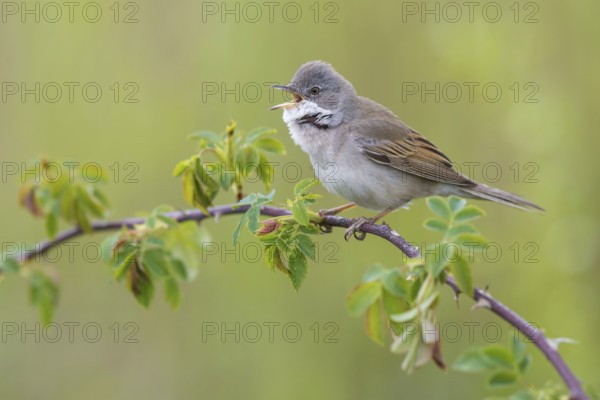 Common Whitethroat (Sylvia communis) male singing, perched on a twig, Poland