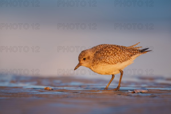 Kiebitzregenpfeifer, Pluvialis squatarola Grey Plover, amerik. Black-bellied Plover /