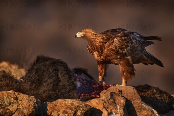 Eagle with cow calf carcass. Golden eagle, stone, Rhodopes mountain, Bulgaria. Eagle, evening light, brown bird of prey with big wingspan. Cow carcass on the rock with eagle, sunset