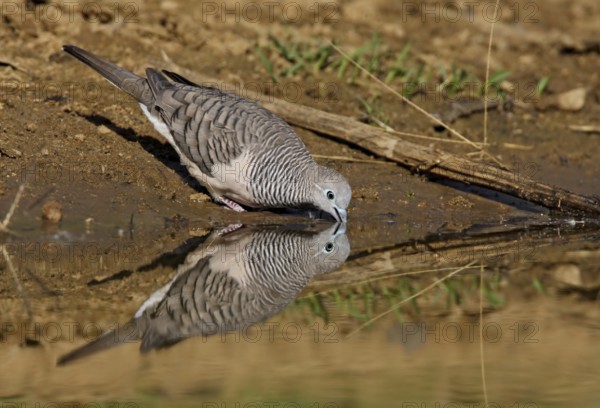 Peaceful Dove (Geopelia placida), Australian Capital Territory, Australia