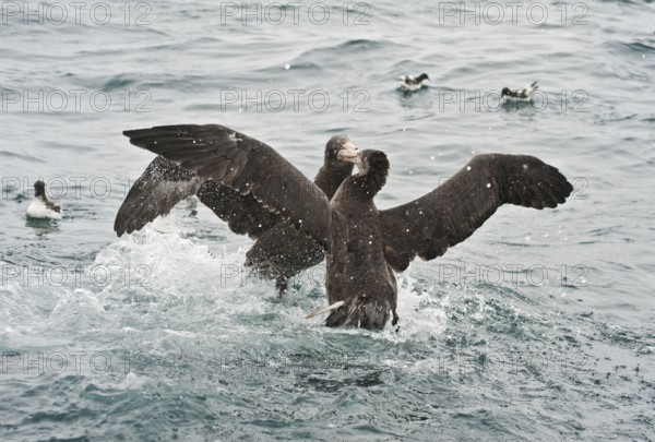 Northern Giant Petrel (Macronectes halli), New Zealand