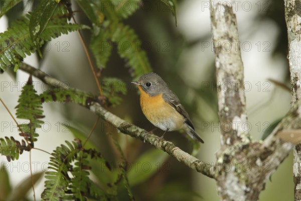 Mugimaki Flycatcher (Ficedula mugimaki) female, Fraser's Hill, Malaysia
