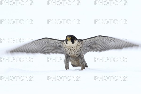 Peregrine Falcon (Falco peregrinus) male, Baden-Wuerttemberg, Germany