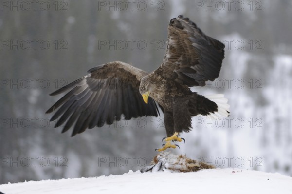 White-tailed Eagle (Haliaeetus albicilla), Norway