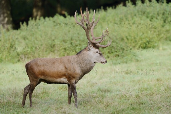 Red deer (Cervus elaphus) standing in a meadow during the rutting season, North Rhine-Westphalia, Germany